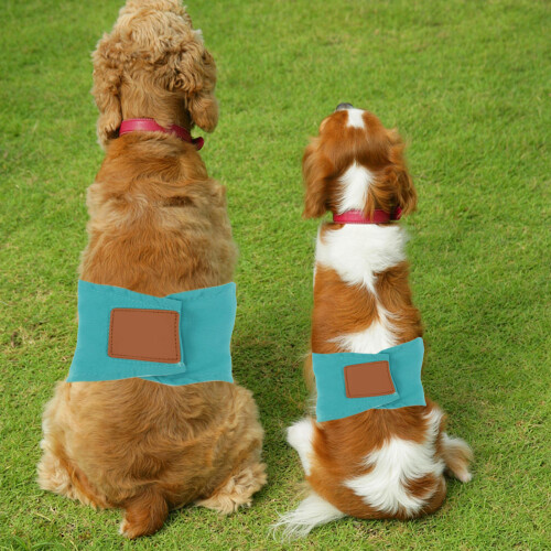 Petits Chiot Couches Taille S Vert 2