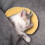 3 Pièces Coussin Pour Chat Petit Protection Du Cou 9
