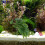 Aquarium Plastic Plant Vis En Reptieldecoratie 2