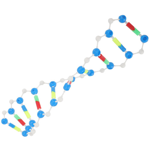Double Helix Dna-Modell Undervisningshjälpmedel För Studenter