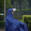 Blue Windproof Raincoat with Drawstring Neckline for Outdoor Use 3