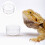 30Pcs Hushålls Reptilskålar Multifunktionella Matkoppar 6