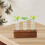 1 Set Propagationsrör, Växtterrarium Tillbehör 6