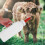 Calf Nursing Flaskor 2 L Avtagbar Nippel Och Handtag 3