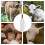 Calf Nursing Flaskor 2 L Avtagbar Nippel Och Handtag 8