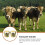 4 Pezzi Per Bestiame In , Per Agricoltura 11