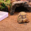 1 Pièce Reptile En Naturel Protection Marron Clair 3