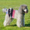 Culottes Réutilisables Pour Chienne Pendant Règles Confortables 9