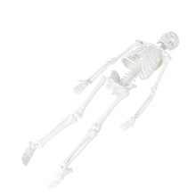 Human Skeletonmodell Medicinsk Med Avtagbara Delar 45 Cm