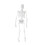 Human Skeletonmodell Medicinsk Med Avtagbara Delar 45 Cm 2