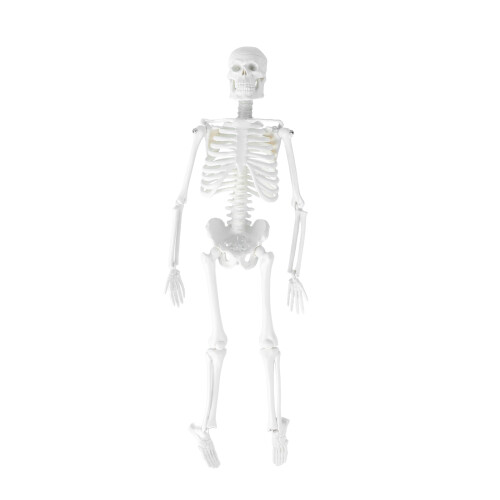 Human Skeletonmodell Medicinsk Med Avtagbara Delar 45 Cm 1