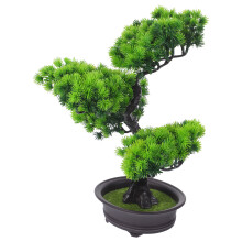 Konstig Bonsai Tall I Träskt Pottad Växt För Skrivbord