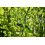 Greenworks Greenworks Cordless 24v Pole Saw with Battery 5