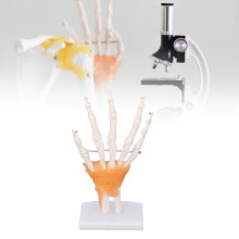Lebendige Handknochenskelettmodell aus PVC mit Gelenken, Educational Anatomy Tool