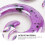 Set 52 Pezzi Espansore Auricolare In Acrilico 14G-12Mm 8