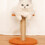 Poste à gratter en Sisal naturel pour petits-Marron circulaire 5