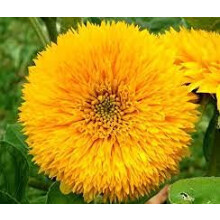 Amaranthus Tolor Plant Seeds 40 Seed Pack Open Pollinated Non-GMO Annual Ornamental
