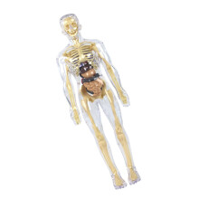 Menschliches Skelett-Anatomiemodell mit-Transparenter ganzer Bo