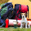 Petroleumlampe, Campingkochgeschirr, Petroleumkocher 2