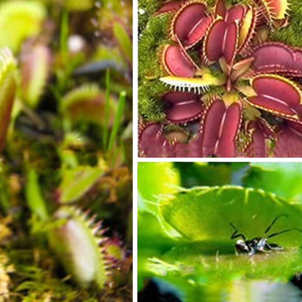 100PCS Venus Flytrap Seeds for Indoor Outdoor Balcony Garden