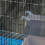 Bird Bath Box Parakeet Bathing Tub with Clear Top for-Blue 6