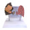 Realistic Puffing Lung Vs Not Smoker Lung Educational Model 5