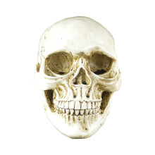 1Stk Realistischer Halloween Schädel Resin Für Zuhause Büro Café
