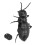 Infrared Remote Control Ant Toy with Dynamic Lighting & Clear Texture 1