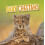 Baby Cheetahs by Martha E. H. Rustad Paperback Book 1