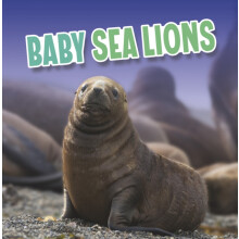 Baby Sea Lions by Martha E. H. Rustad Paperback Book