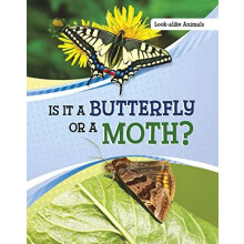 Is It a Butterfly or a Moth by Susan B. Katz Paperback Book
