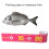 Self-Adhesive Fish Ruler Waterproof Tape Sticker for-White A 6
