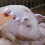 5pcs livestock marking crayons for pigs, cattle, sheep identification 7