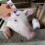5pcs livestock marking crayons for pigs, cattle, sheep identification 6