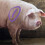 5pcs livestock marking crayons for pigs, cattle, sheep identification 5