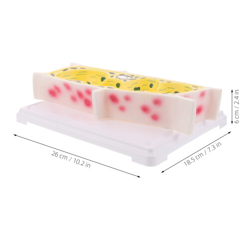 modello cellula epidermica per scolastica 2
