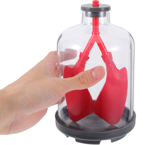 pulmonar infantil com anatomia da respiração educativo 2