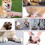 Pet Nail Polish for Cats Fast Drying Multipurpose 6