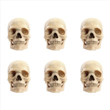 1:2 Gedemonteerd schedel anatomisch model anatomie skelet