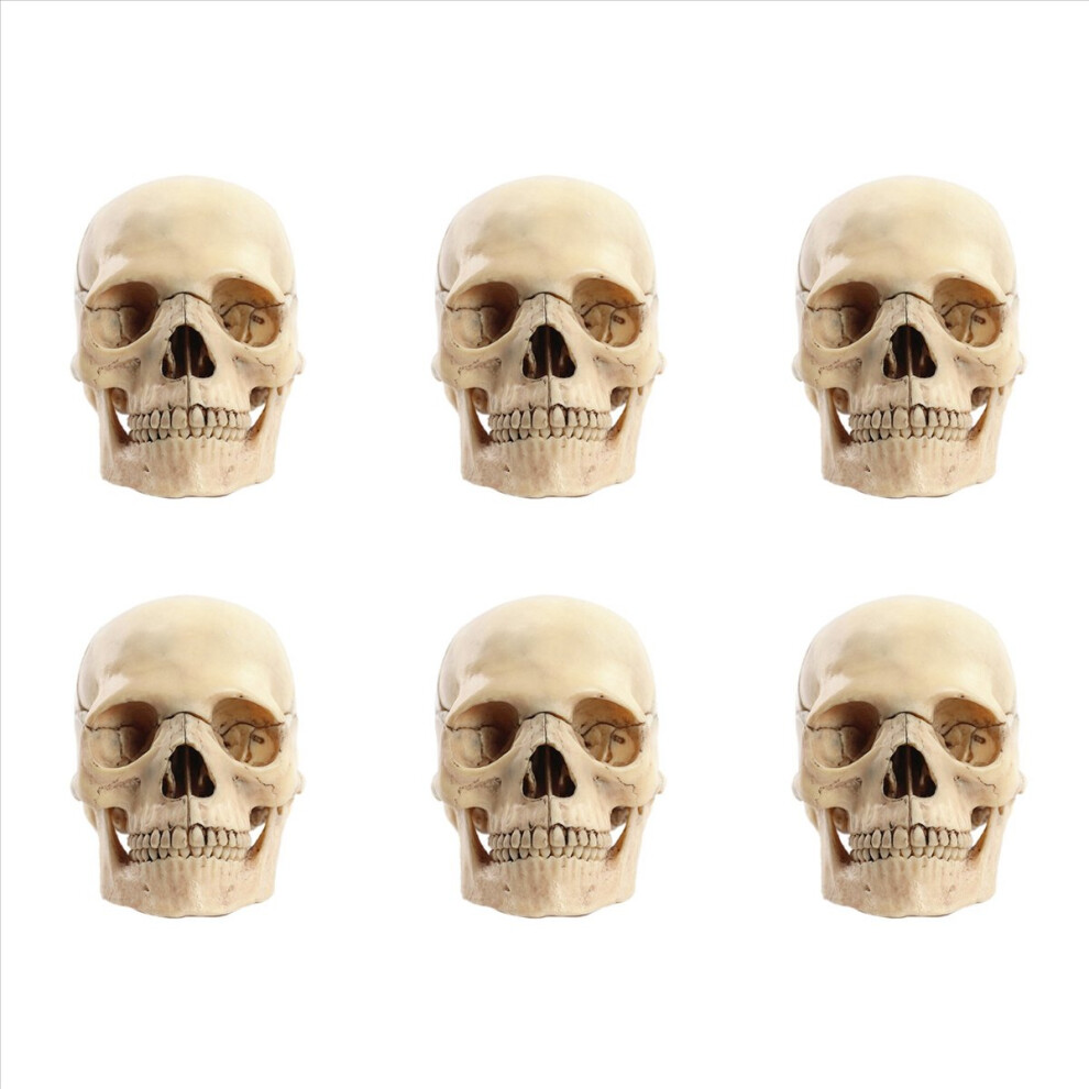 1:2 Disassembled Skull Anatomical Model Anatomy Skeleton Melitt