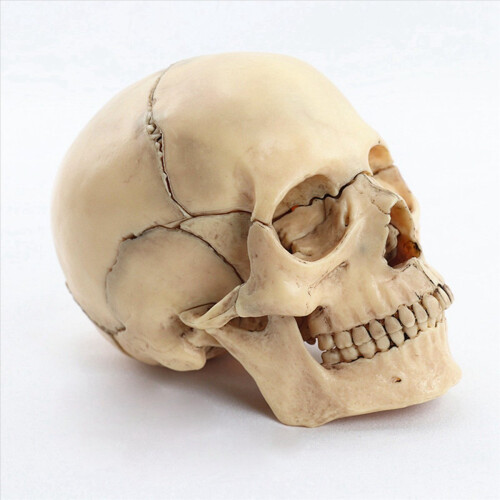 1:2 Gedemonteerd schedel anatomisch model anatomie skelet 2