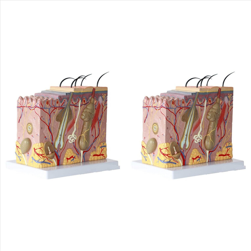 50X Enlarged Anatomical Skin Model For Classroom Display Teaching 4853020748164