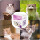 Adjustable Cat Calming Collar Cat Pheromones Kit Relaxation Collar Small Medium Large Cats 4-Piece Set 3