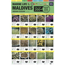 Maldives Marine Life Field Guide by Tim Godfrey Other Book