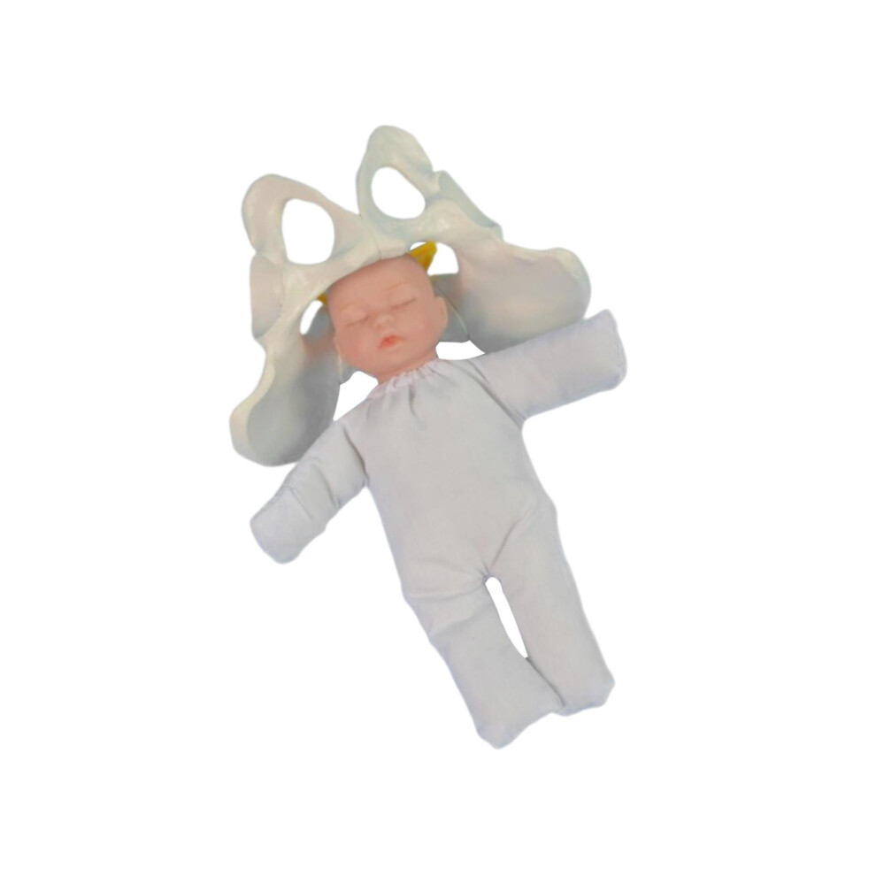 Comprehensive Demonstration Course Professional Female Pelvis Model-image-OPC-PMR6VJN-NEW