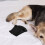 2 mutandine per cane con pannolini riutilizzabili assorbenti 6