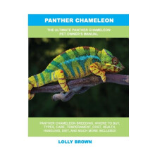 Panther Chameleon by Lolly Brown Paperback Book