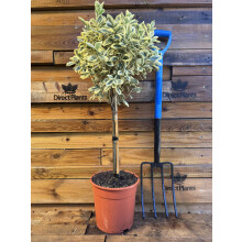 Extra Large Euonymus Bravo Evergreen 1/4 Standard Tree By Direct Plants