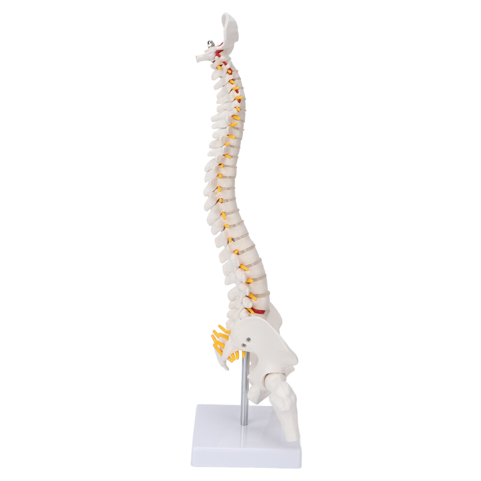 Flexible Spine Vertebral Column Model with Spinal Nerves for Teaching