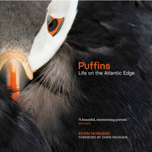 Puffins: Life on the Atlantic Edge - Morgans, Kevin - Hardback -